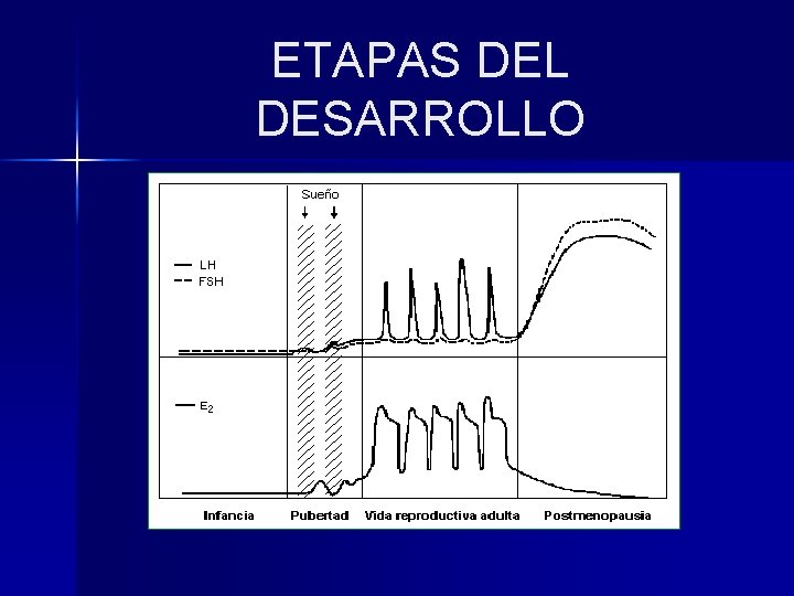 ETAPAS DEL DESARROLLO 