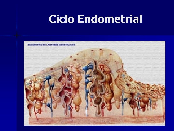 Ciclo Endometrial 