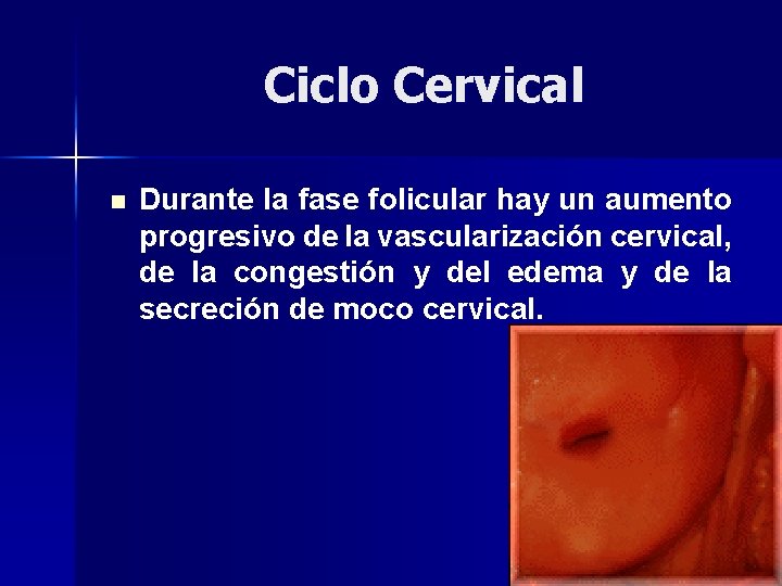 Ciclo Cervical n Durante la fase folicular hay un aumento progresivo de la vascularización