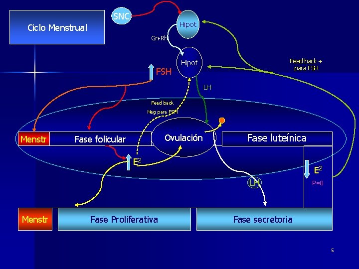 SNC Hipot Ciclo Menstrual Gn-Rh FSH Feed back + para FSH Hipof LH Feed