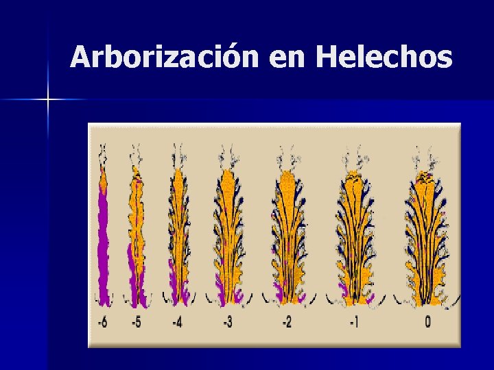 Arborización en Helechos 