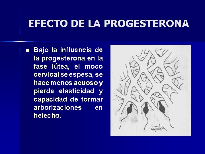 EFECTO DE LA PROGESTERONA n Bajo la influencia de la progesterona en la fase