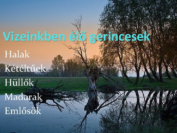 Vizeinkben élő gerincesek Halak Kétéltűek Hüllők Madarak Emlősök 