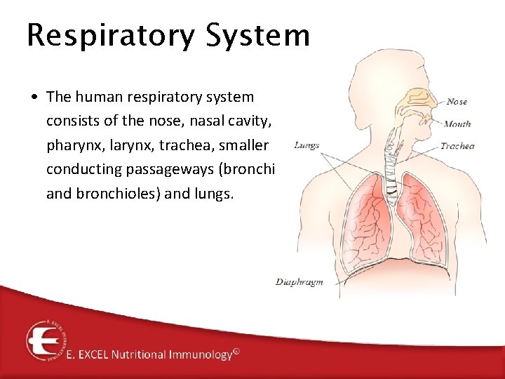Respiratory System • The human respiratory system consists of the nose, nasal cavity, pharynx, Respiratory System • The human respiratory system consists of the nose, nasal cavity, pharynx,