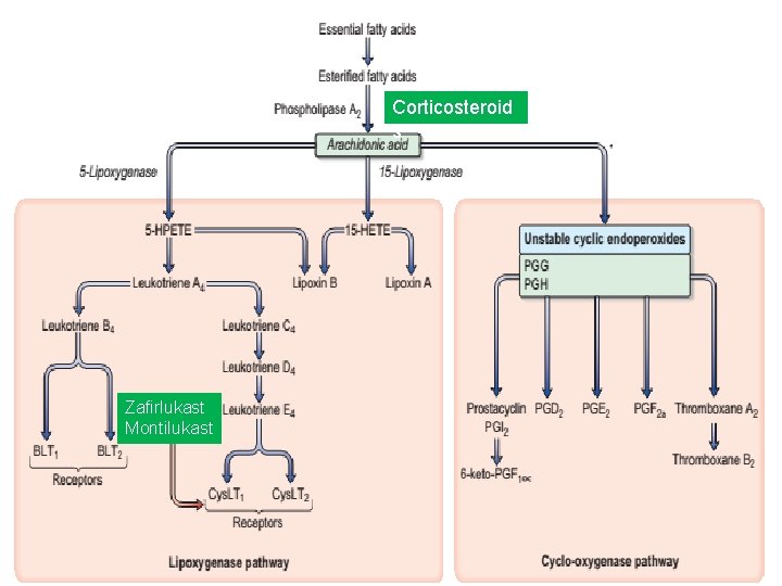 Corticosteroid s Zafirlukast Montilukast 