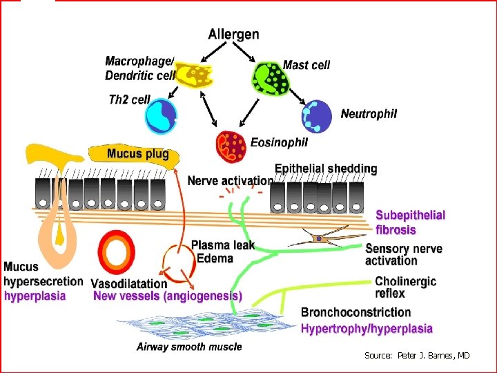 Source: Peter J. Barnes, MD 