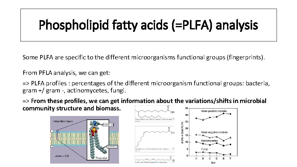 Phospholipid fatty acids (=PLFA) analysis Some PLFA are specific to the different microorganisms functional