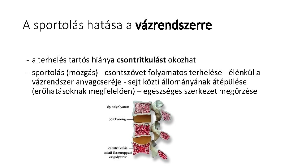 A sportolás hatása a vázrendszerre a terhelés tartós hiánya csontritkulást okozhat sportolás (mozgás) csontszövet