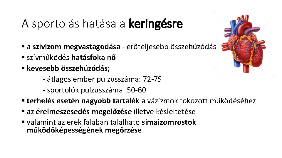 A sportolás hatása a keringésre § a szívizom megvastagodása erőteljesebb összehúzódás § szívműködés hatásfoka