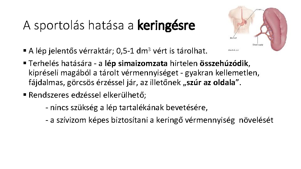 A sportolás hatása a keringésre § A lép jelentős vérraktár; 0, 5 1 dm