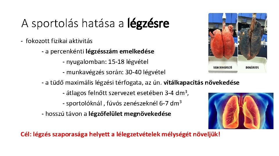 A sportolás hatása a légzésre fokozott fizikai aktivitás a percenkénti légzésszám emelkedése nyugalomban: 15