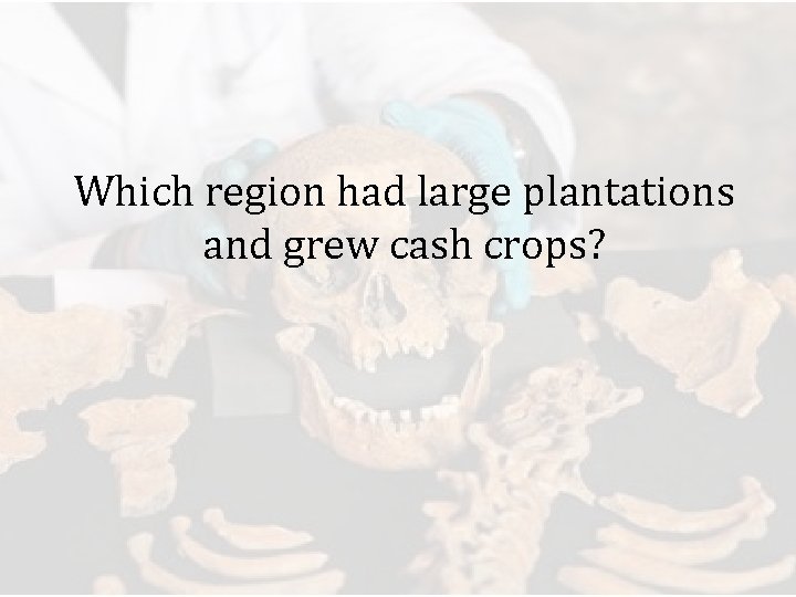 Which region had large plantations and grew cash crops? 