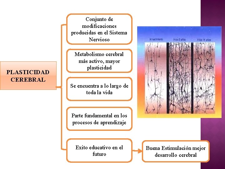 Conjunto de modificaciones producidas en el Sistema Nervioso PLASTICIDAD CEREBRAL Metabolismo cerebral más activo, Conjunto de modificaciones producidas en el Sistema Nervioso PLASTICIDAD CEREBRAL Metabolismo cerebral más activo,