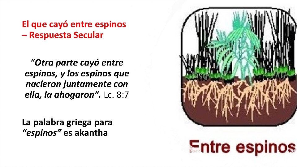 El que cayó entre espinos – Respuesta Secular “Otra parte cayó entre espinos, y