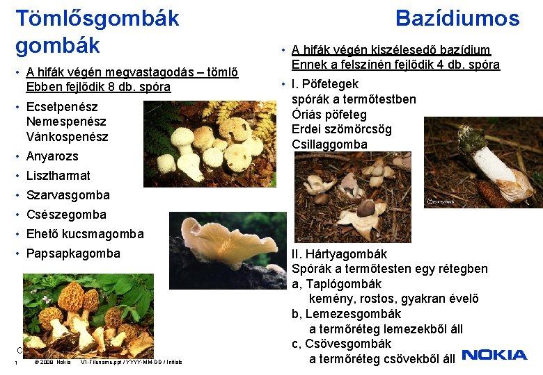 Tömlősgombák • A hifák végén megvastagodás – tömlő Ebben fejlődik 8 db. spóra •