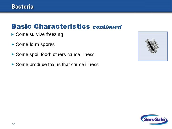 Basic Characteristics continued Some survive freezing Some form spores Some spoil food; others cause