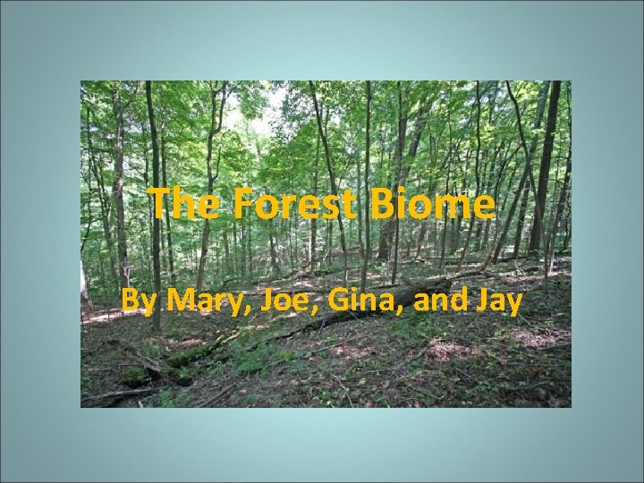 The Forest Biome By Mary, Joe, Gina, and Jay 