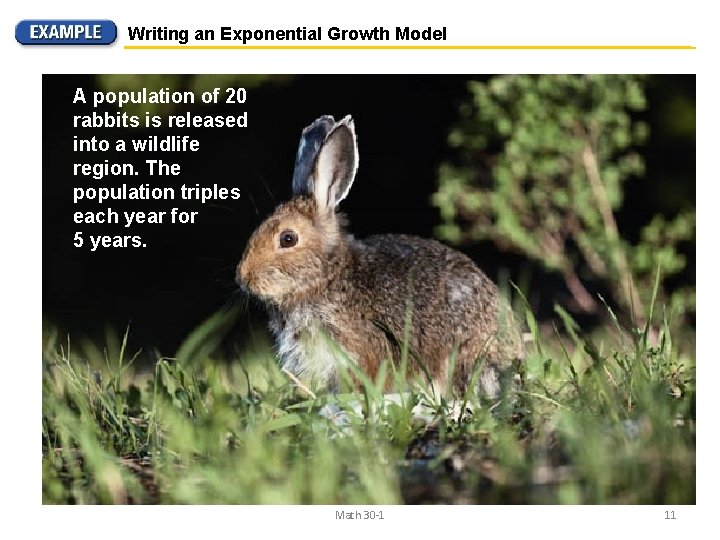 Writing an Exponential Growth Model A population of 20 rabbits is released into a