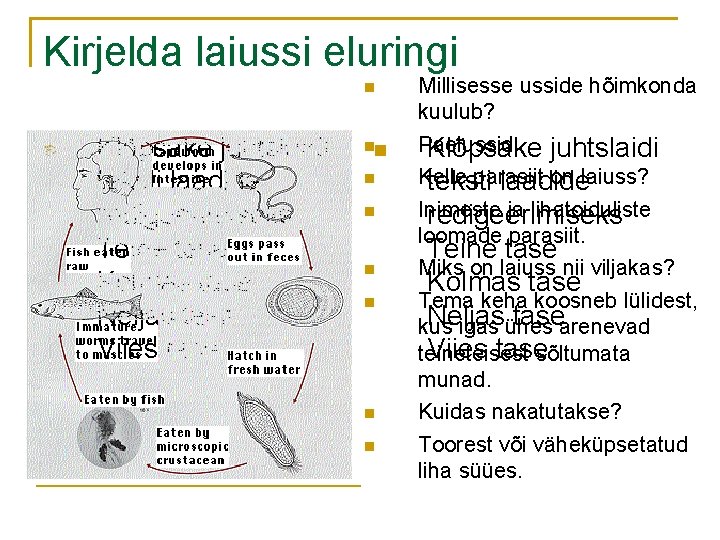 Kirjelda laiussi eluringi n n Klõpsake juhtslaidi teksti laadide redigeerimiseks Teine tase Kolmas tase