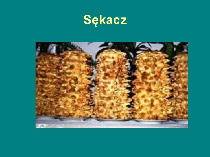 Sękacz 