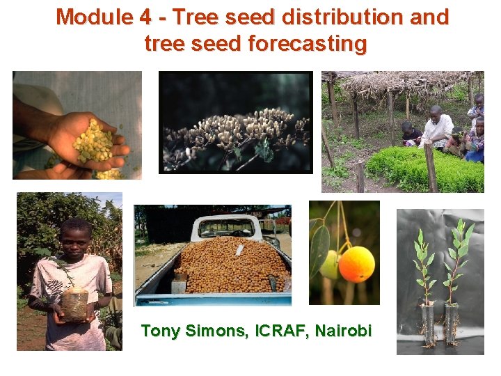 Module 4 - Tree seed distribution and tree seed forecasting Tony Simons, ICRAF, Nairobi