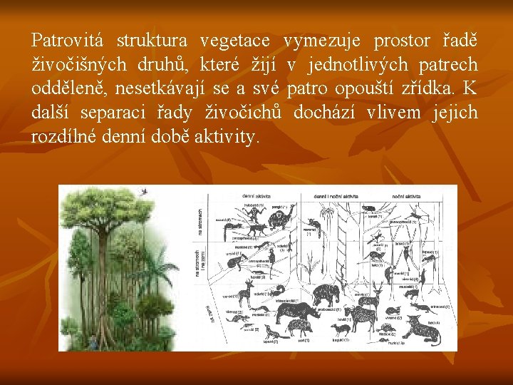 Patrovitá struktura vegetace vymezuje prostor řadě živočišných druhů, které žijí v jednotlivých patrech odděleně,