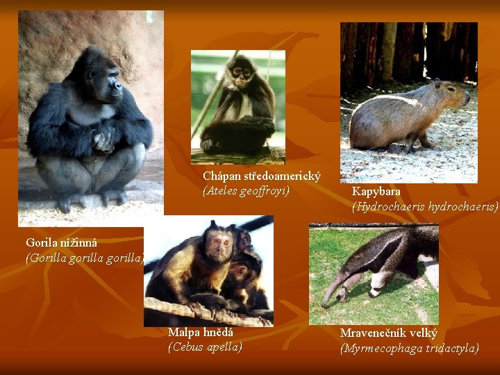 Chápan středoamerický (Ateles geoffroyi) Kapybara (Hydrochaeris hydrochaeris) Gorila nížinná (Gorilla gorilla) Malpa hnědá (Cebus