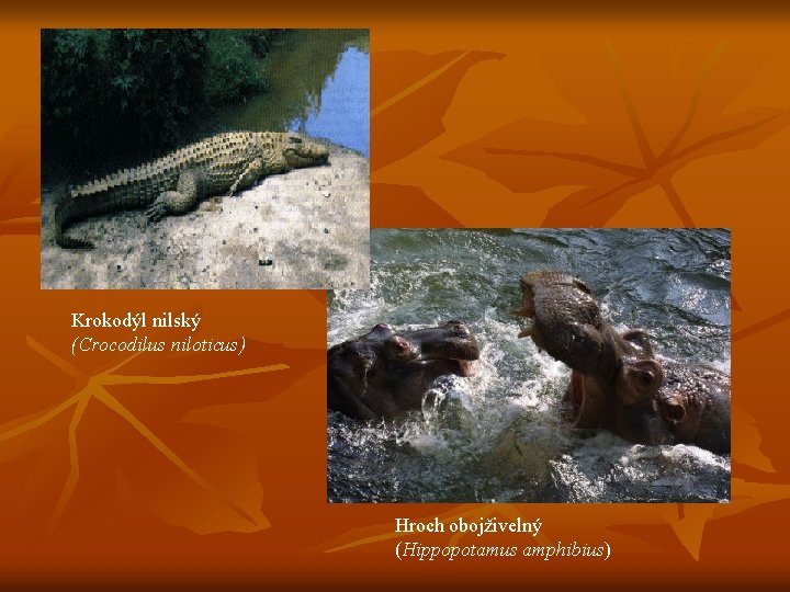 Krokodýl nilský (Crocodilus niloticus) Hroch obojživelný (Hippopotamus amphibius) 