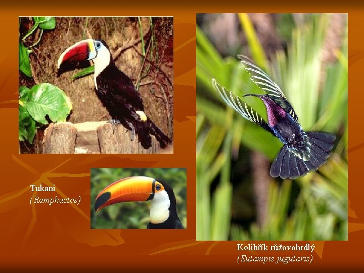 Tukani (Ramphastos) Kolibřík růžovohrdlý (Eulampis jugularis) 