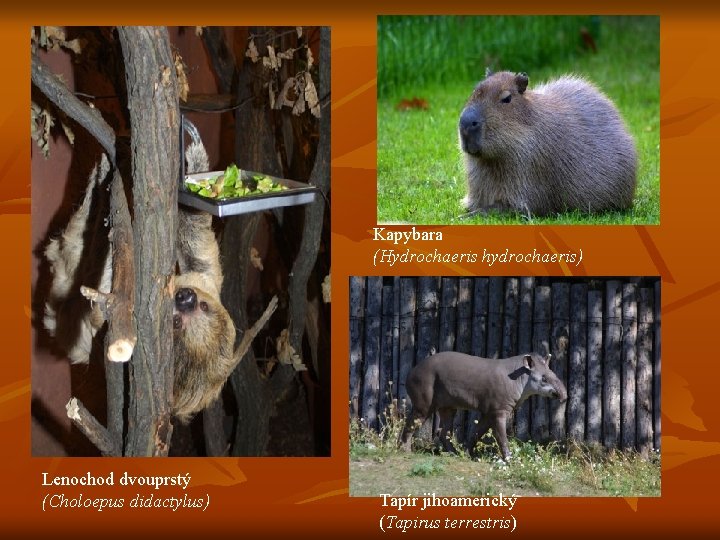 Kapybara (Hydrochaeris hydrochaeris) Lenochod dvouprstý (Choloepus didactylus) Tapír jihoamerický (Tapirus terrestris) 