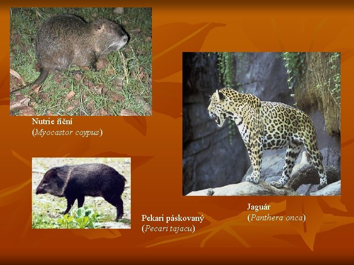 Nutrie říční (Myocastor coypus) Pekari páskovaný (Pecari tajacu) Jaguár (Panthera onca) 