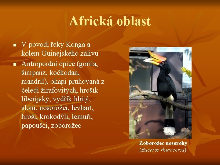 Africká oblast n n V povodí řeky Konga a kolem Guinejského zálivu Antropoidní opice Africká oblast n n V povodí řeky Konga a kolem Guinejského zálivu Antropoidní opice