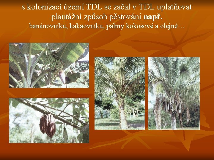 s kolonizací území TDL se začal v TDL uplatňovat plantážní způsob pěstování např. banánovníku,