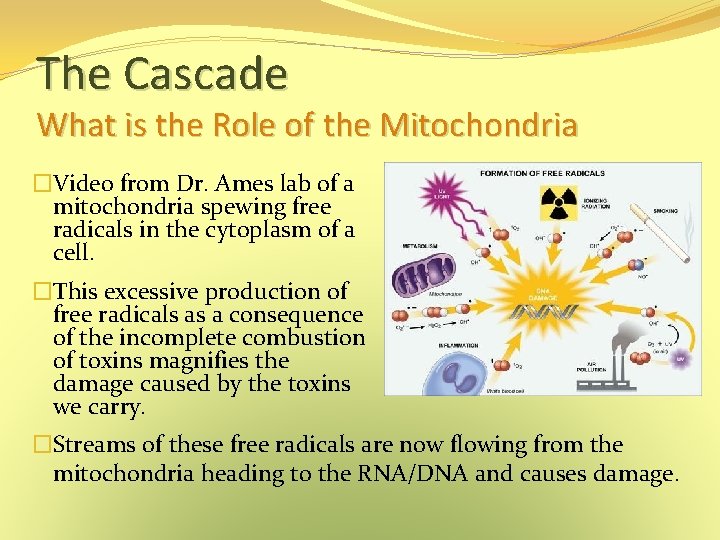 The Cascade What is the Role of the Mitochondria �Video from Dr. Ames lab The Cascade What is the Role of the Mitochondria �Video from Dr. Ames lab