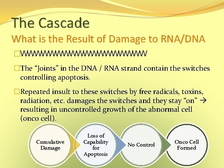 The Cascade What is the Result of Damage to RNA/DNA �WWWWWWWWW �The “Joints” in The Cascade What is the Result of Damage to RNA/DNA �WWWWWWWWW �The “Joints” in