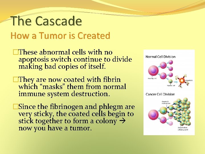 The Cascade How a Tumor is Created �These abnormal cells with no apoptosis switch The Cascade How a Tumor is Created �These abnormal cells with no apoptosis switch