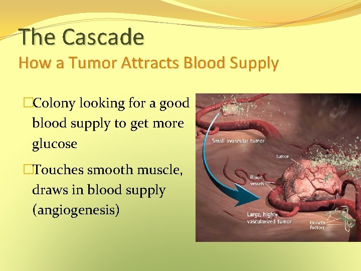 The Cascade How a Tumor Attracts Blood Supply �Colony looking for a good blood The Cascade How a Tumor Attracts Blood Supply �Colony looking for a good blood