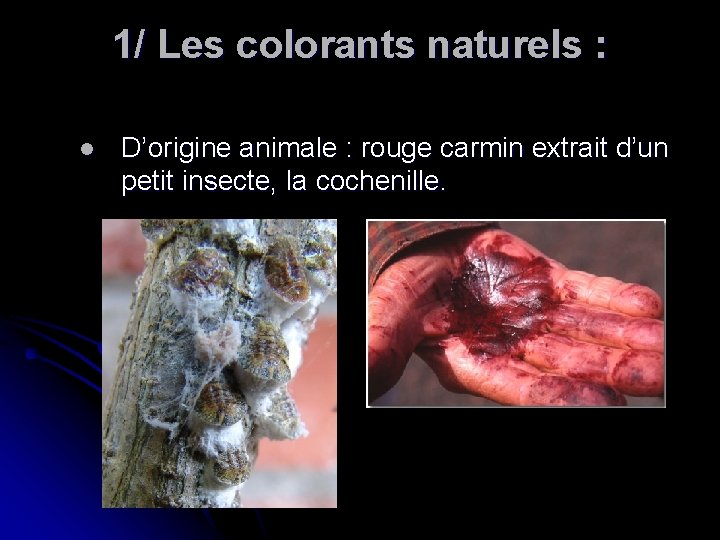 1/ Les colorants naturels : l D’origine animale : rouge carmin extrait d’un petit