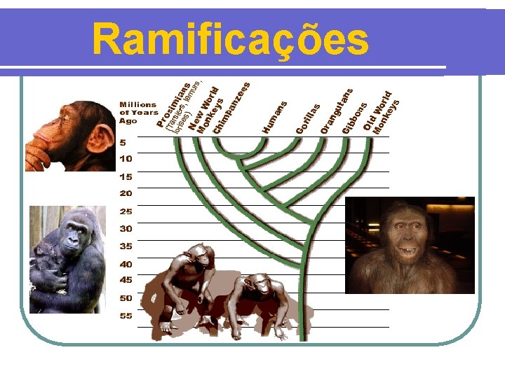 Ramificações 