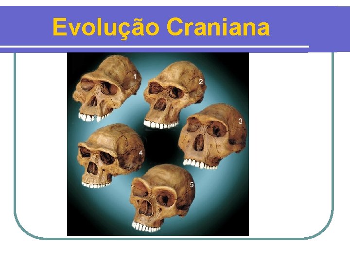 Evolução Craniana 