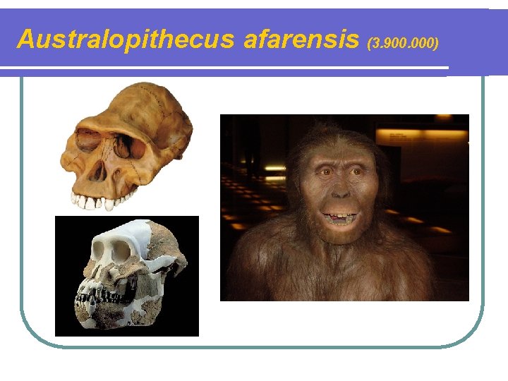 Australopithecus afarensis (3. 900. 000) 