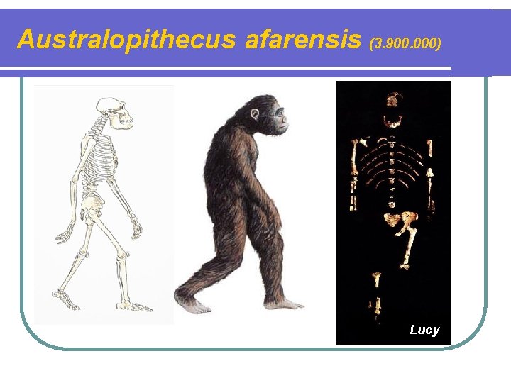 Australopithecus afarensis (3. 900. 000) Lucy 