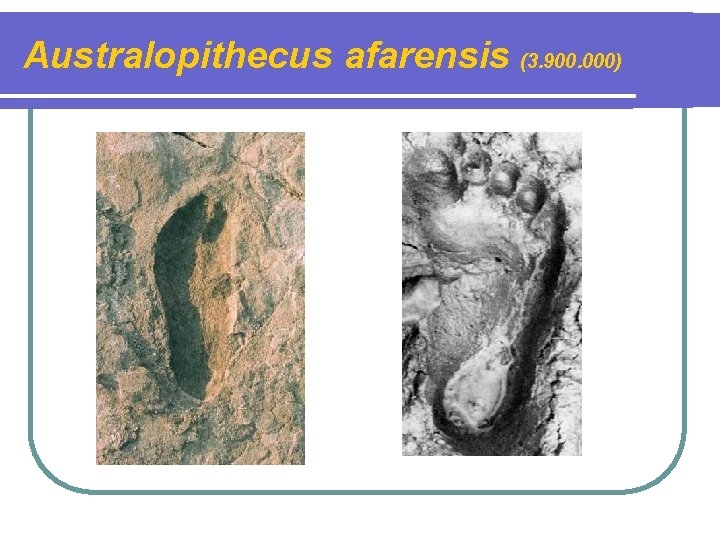 Australopithecus afarensis (3. 900. 000) 