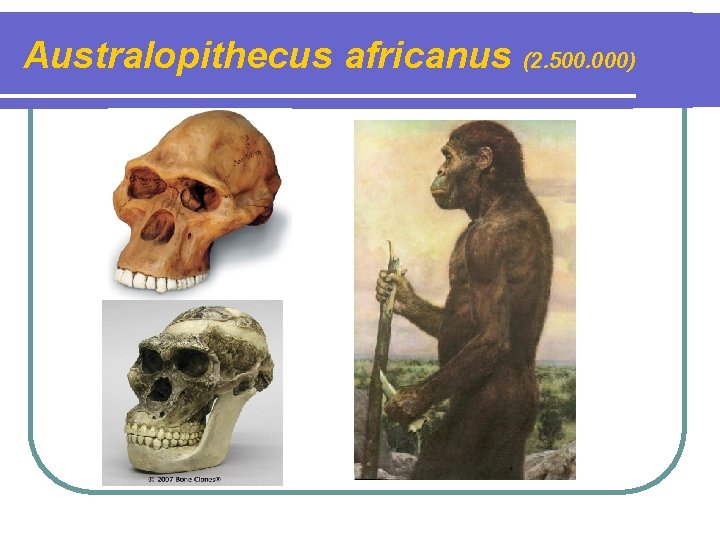 Australopithecus africanus (2. 500. 000) 