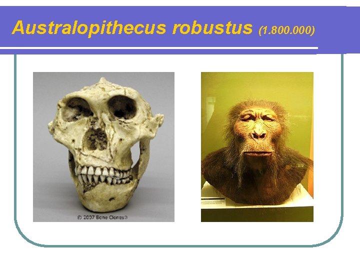 Australopithecus robustus (1. 800. 000) 