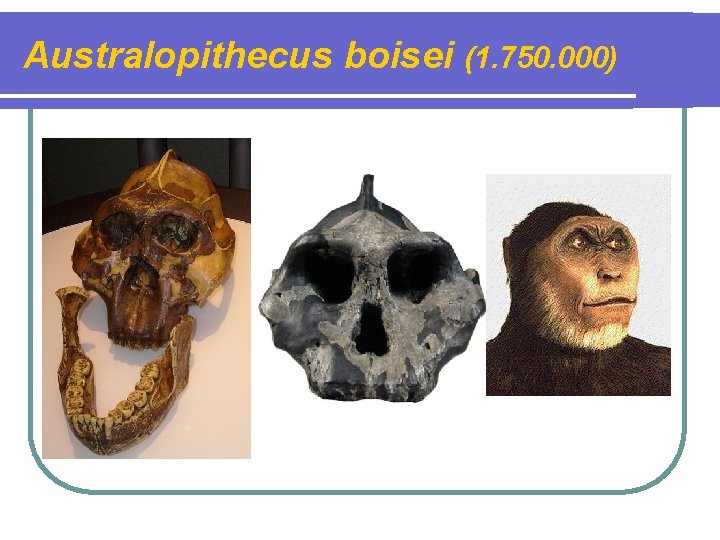 Australopithecus boisei (1. 750. 000) 