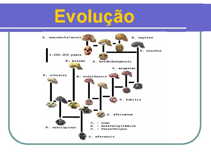 Evolução 