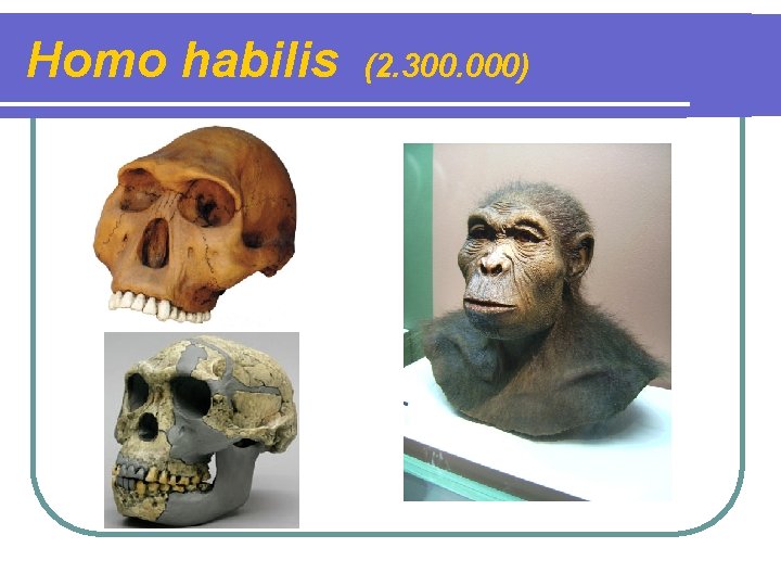 Homo habilis (2. 300. 000) 