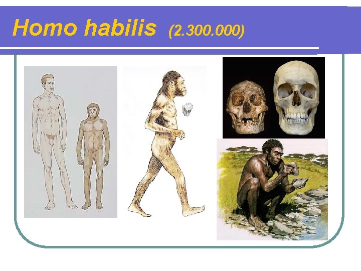 Homo habilis (2. 300. 000) 