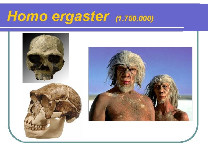 Homo ergaster (1. 750. 000) 